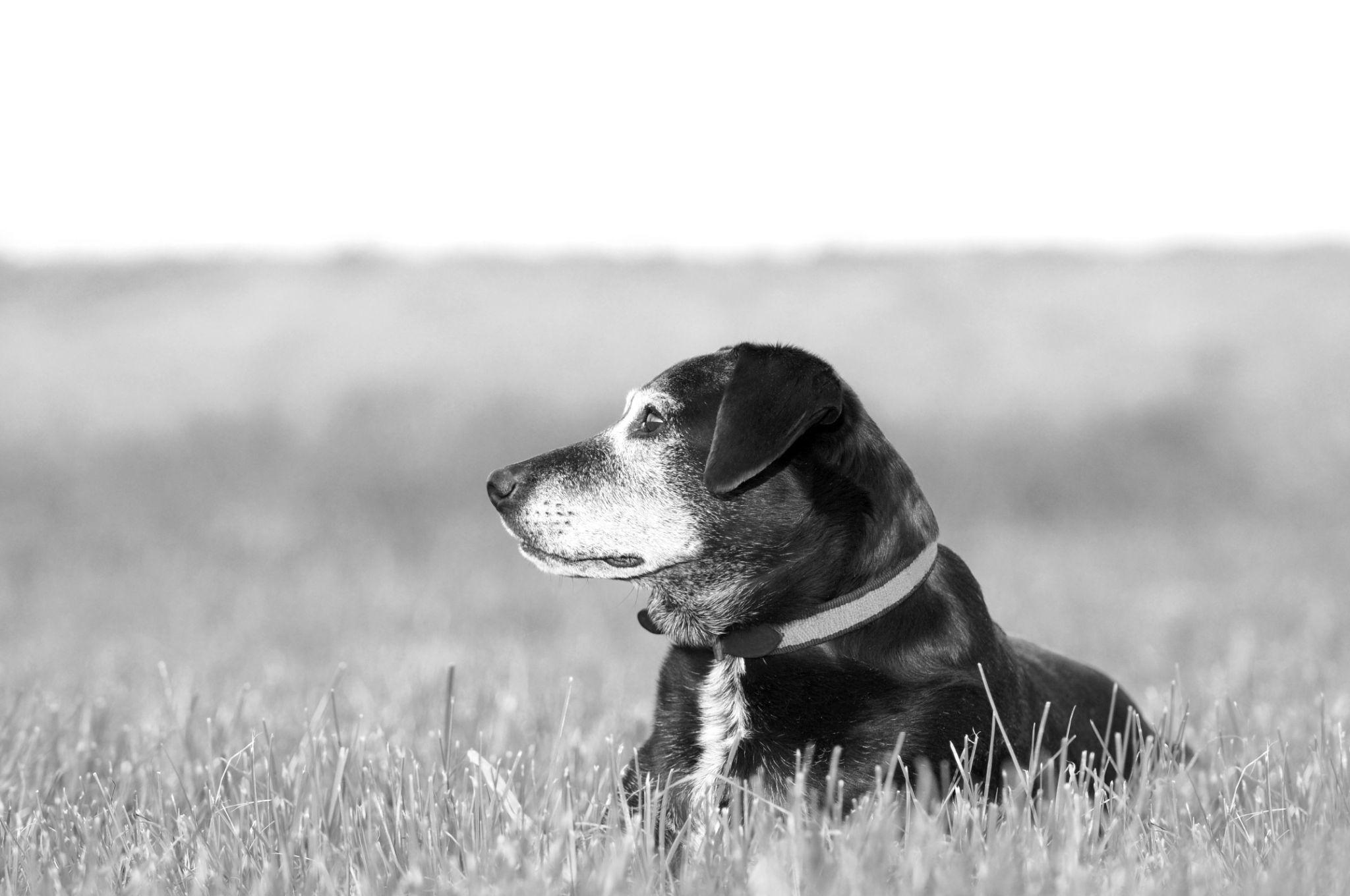 Happy dog in a field